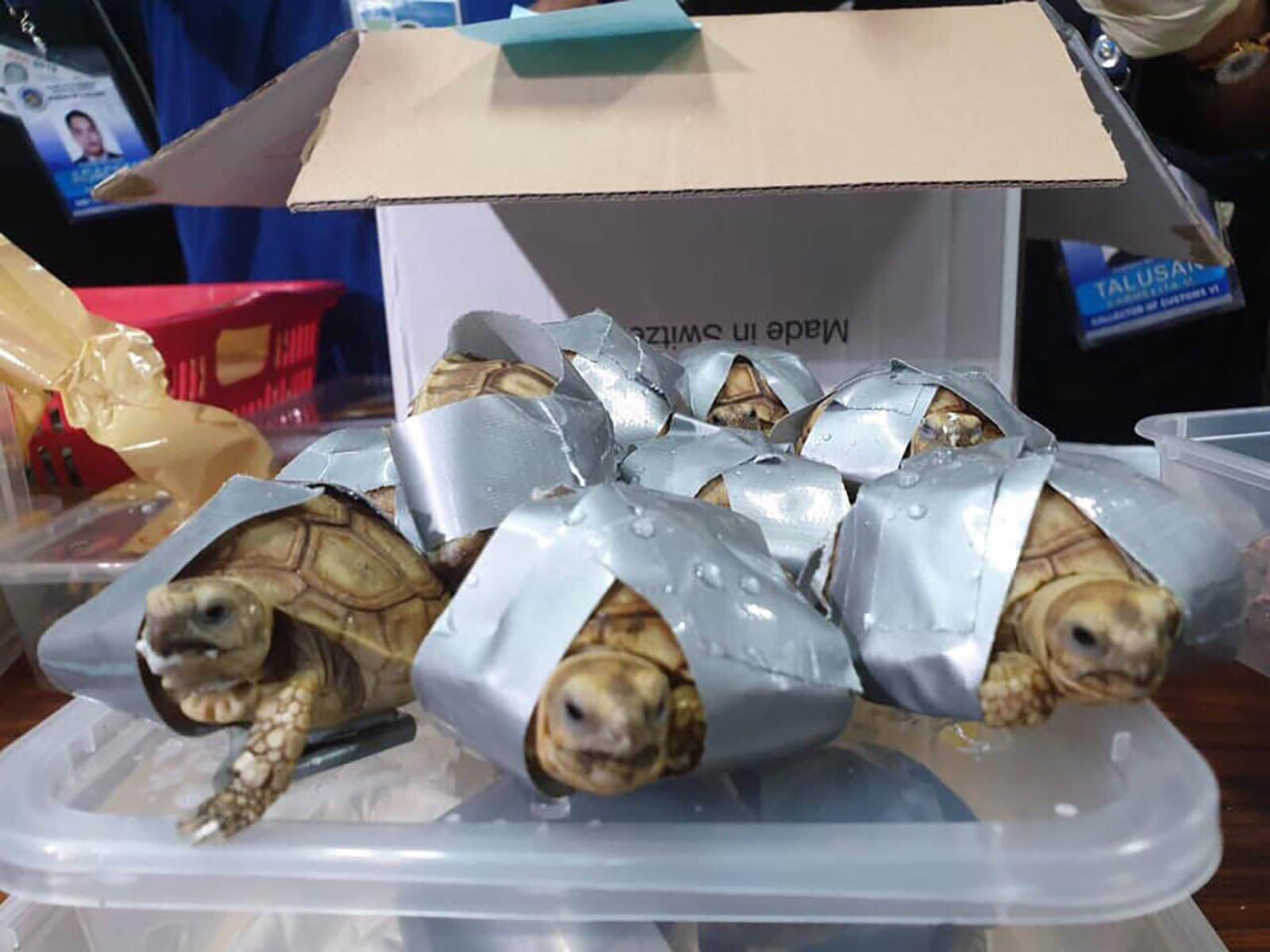 Turtles